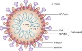 2020 Coronavirus Cell